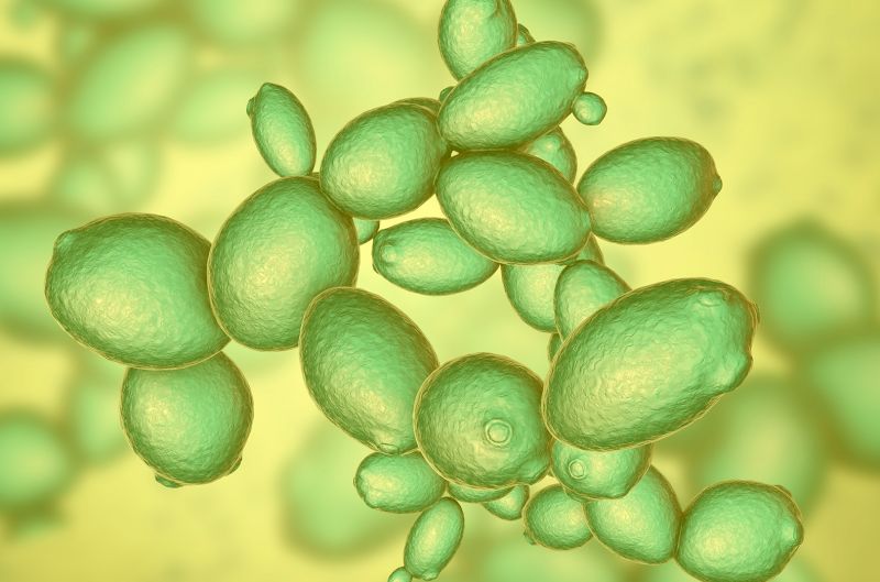 Levaduras termotolerantes: claves para fermentaciones a alta temperatura