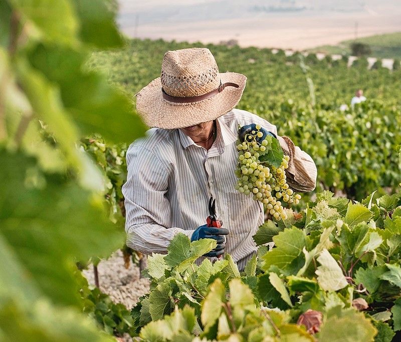 Descubre la diversidad de los vinos españoles