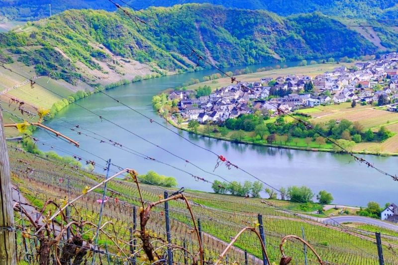 La crisis del Riesling en Mosela: ¿Qué está pasando?