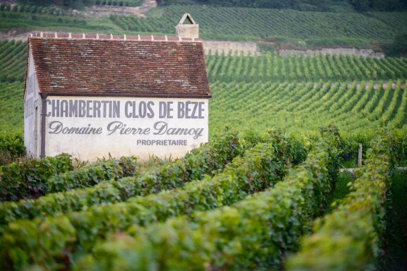Francia recorta la compra de Domaine Damoy por Roederer para frenar la concentración de viñedo