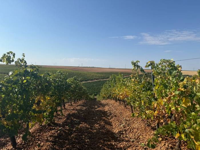 Rueda refuerza su perfil con nuevos vinos y más presencia fuera de España