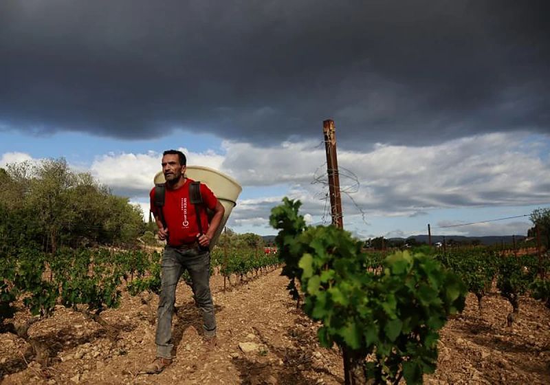 La Vendimia Francesa: El Éxodo de los Trabajadores Españoles