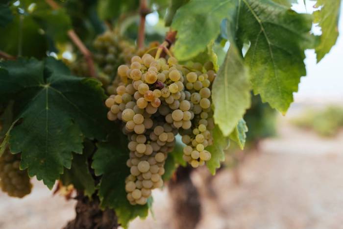 Rioja Oriental: Maduración y calidad en evolución