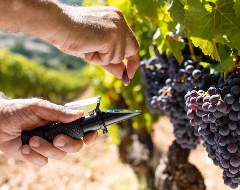 Vendimia española 2026: adelanto excepcional y desafíos en la producción de vino