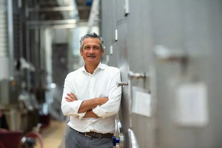 ¡Vinos de Las Marcas en aprietos! ¡Descubre qué está pasando!