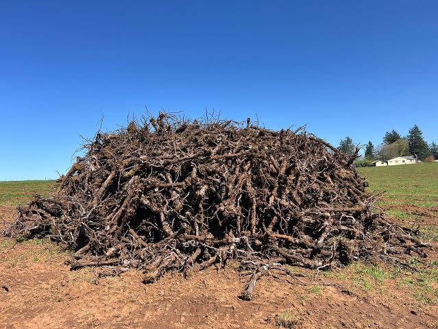 California Vineyards Accelerate Removals as Growers Target 40,000 Acres in 2025