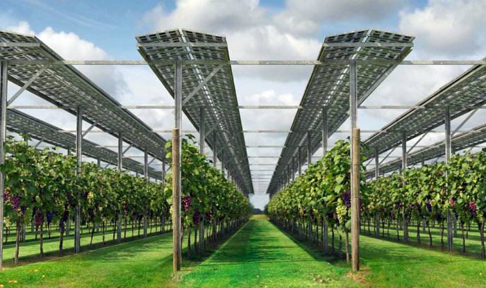Wine Tourists in Spain Embrace Solar Panels in Vineyards, Survey Finds