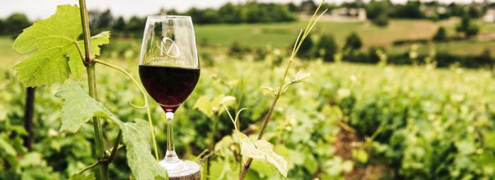 French Wine Cooperatives Embrace Innovation to Tackle Climate and Regulatory Pressures