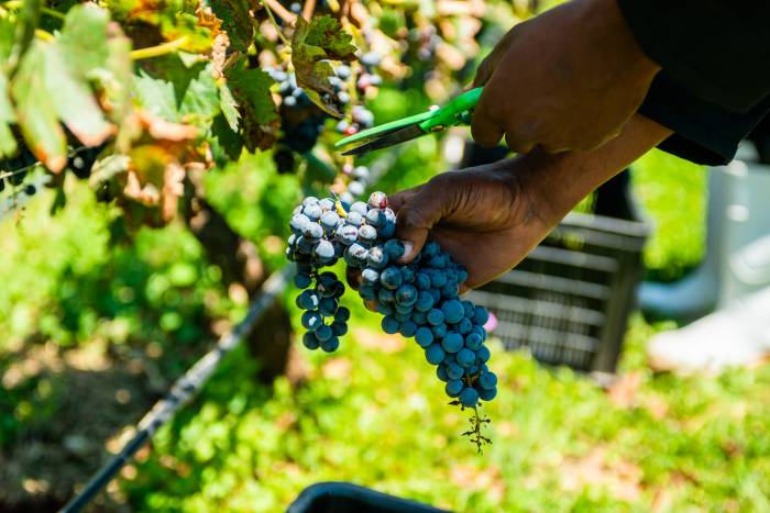 US Tariffs Drive 17% Price Surge for South African Wine in American Market