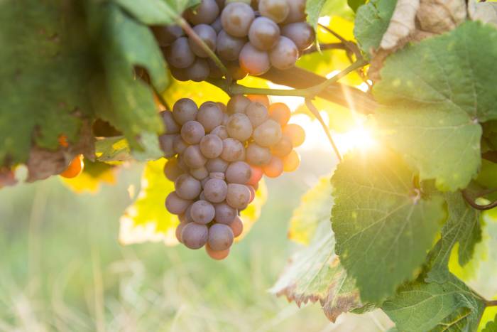 California Vineyards Remove 38,000 Acres as Wine Industry Faces Deepening Crisis