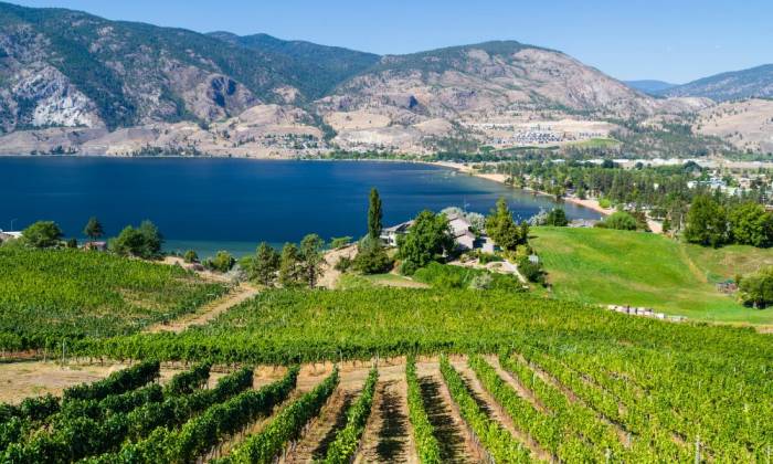 Terralux Winery Faces Foreclosure After Years of Setbacks in Okanagan Wine Industry