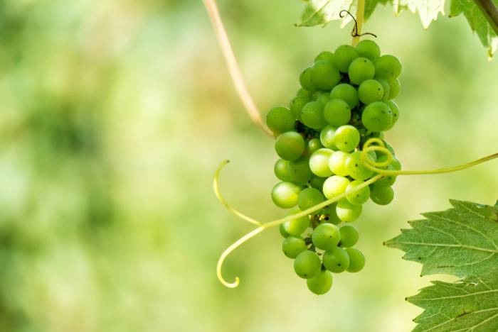 Italian Wine Industry Faces Urgent Threat as Extreme Climate Events Surge