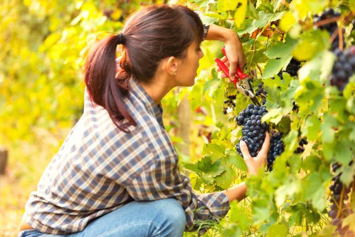Wine Experts Clash Over Organic Certification as Prerequisite for Regenerative Viticulture