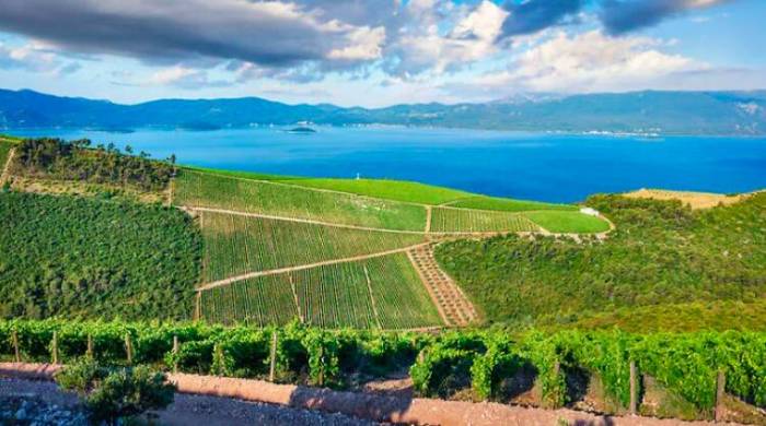 IWCA Report Finds Regenerative Vineyard Practices Boost Soil Carbon and Climate Resilience