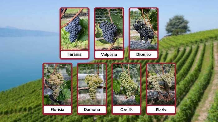 Agroscope Approves Seven Disease-Resistant Grape Varieties After Fifteen Years of Research