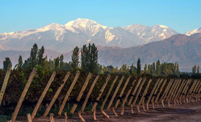 Argentina’s 2026 Grape Harvest Faces 9% Drop as Industry Grapples With Uncertainty