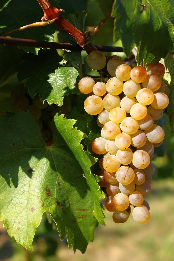 DNA Analysis Reveals Turkish Kolorko Grape Is Genetically Identical to Hungary’s Furmint