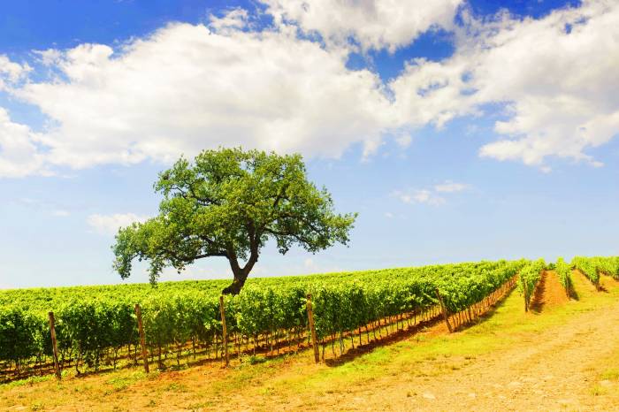 Bordeaux Estate Plants 300 Trees and Reduces Vines by 15% in Bid to Future-Proof Vineyards