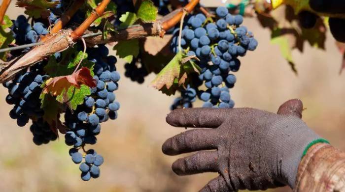 More Than 38,000 Acres of California Vineyards Removed Amid Sharp Decline in U.S. Wine Sales