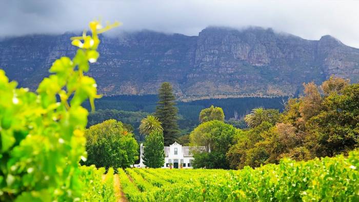 South Africa’s Wine Exports Drop 13.8% as Global Demand and Tariffs Weigh on Sales