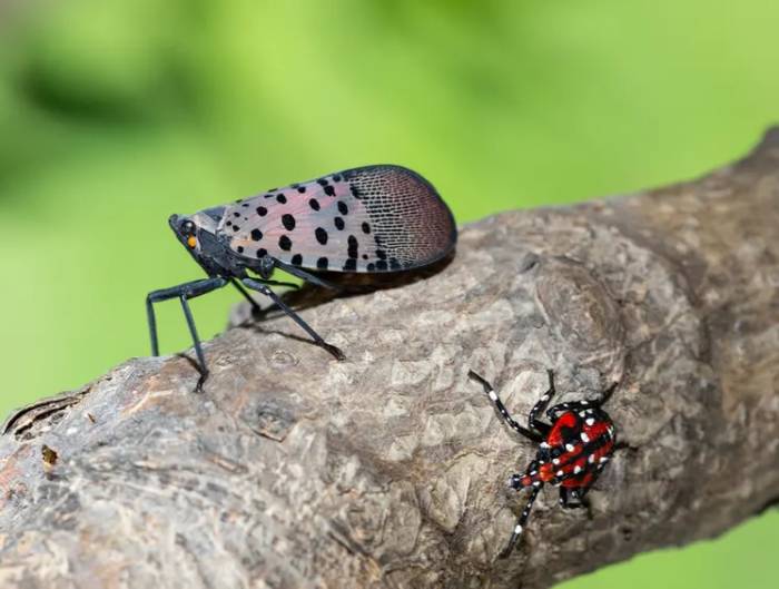 French Scientists Warn Spotted Lanternfly Could Devastate European Vineyards