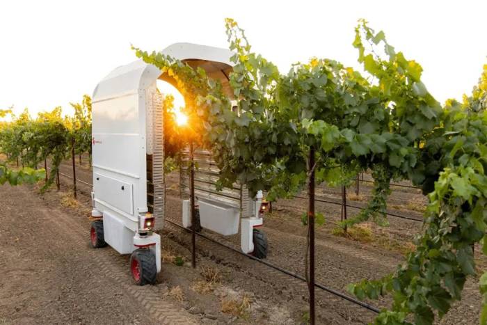 Robots Combat Vineyard Diseases as Global Wine Production Hits Lowest Level Since 1961