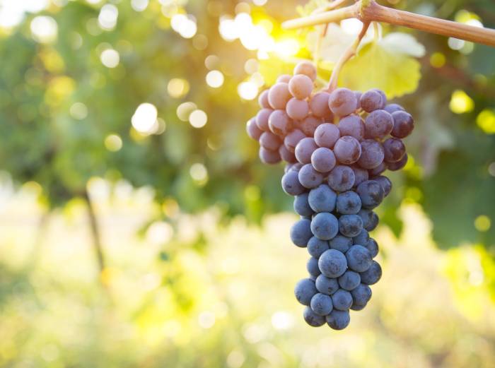 El viñedo español para vinificación cae por debajo de las 900.000 hectáreas por primera vez en la historia