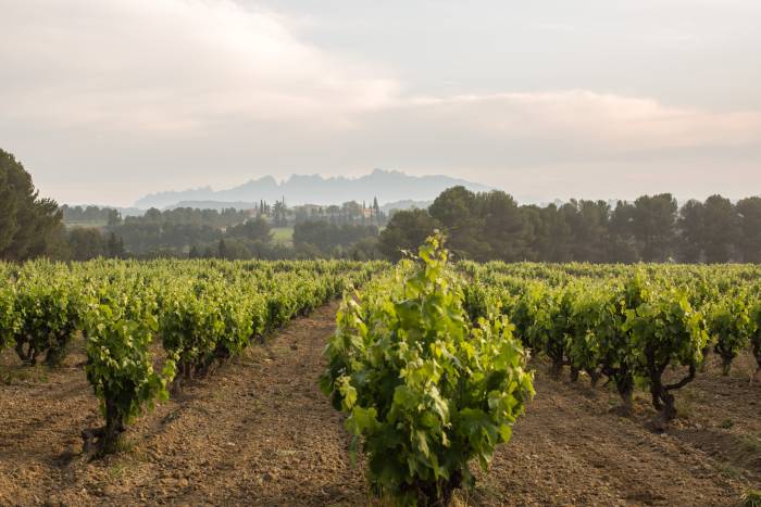 Vinetur