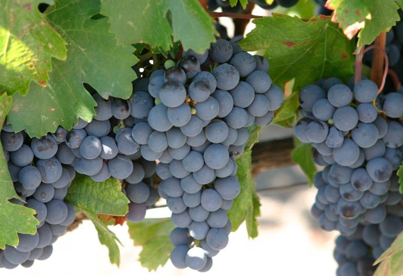 Vinetur