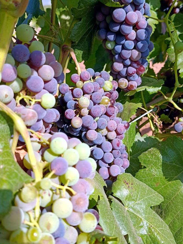 Vinetur