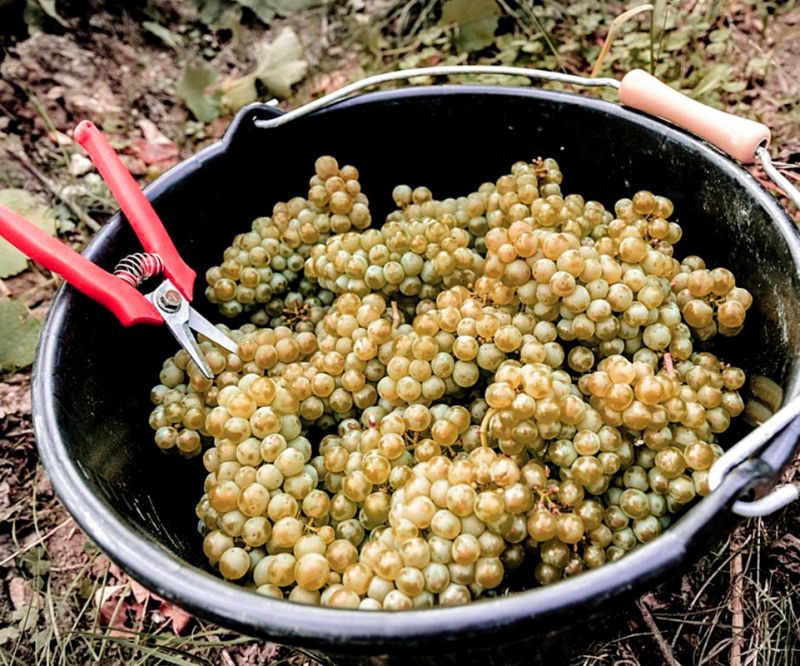 Champagne limita su producción para equilibrar el mercado