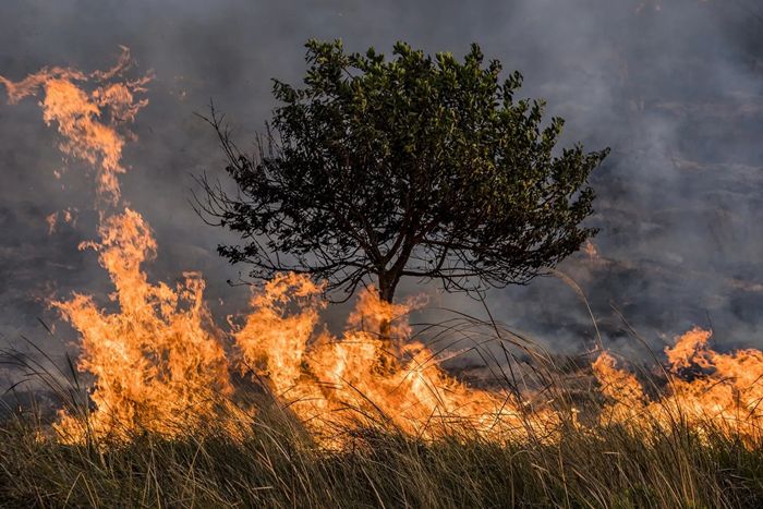 ¡Descubre el secreto detrás de los incendios forestales en España!
