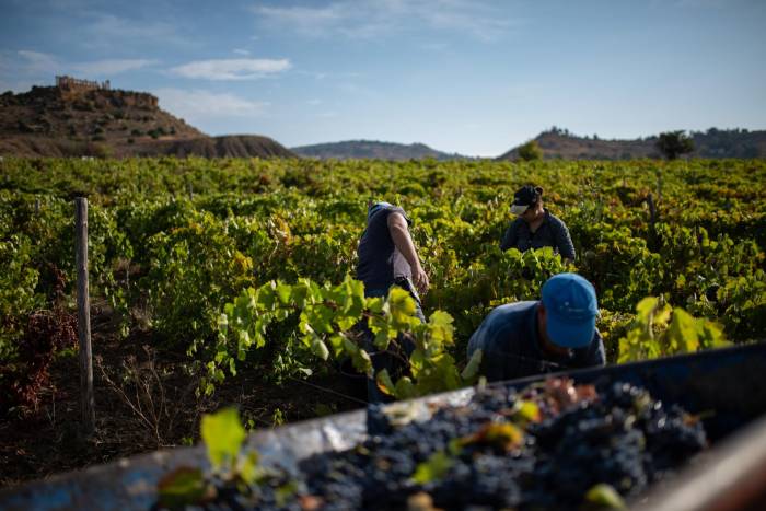 La Vendimia en Sicilia: Diversidad y Calidad en Cada Sorbo