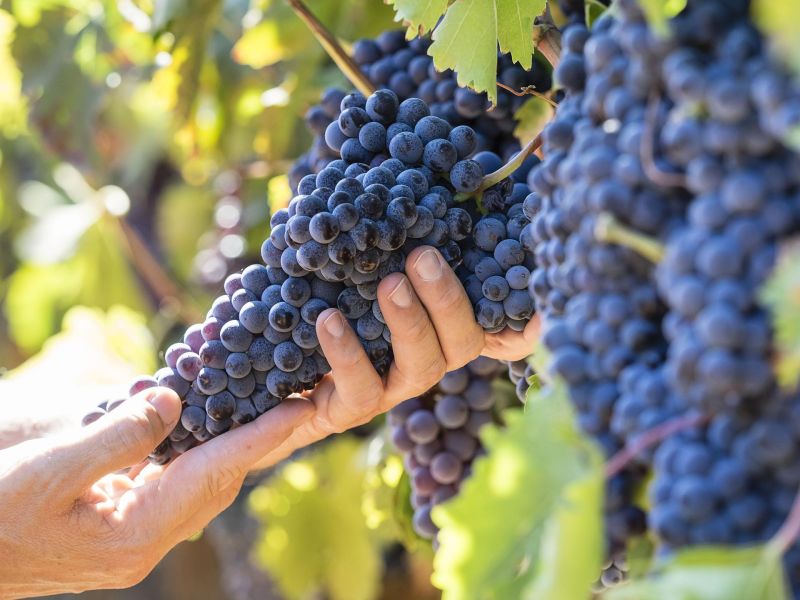Vendimia 2026 en Sicilia: calidad y equilibrio en cada copa