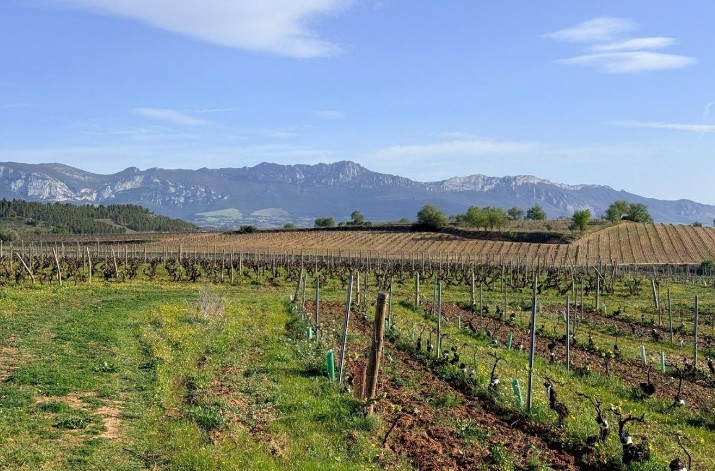 Vinetur