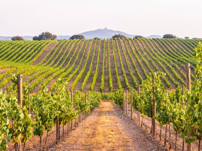 Vinetur