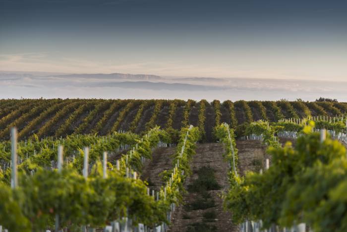 Vinetur