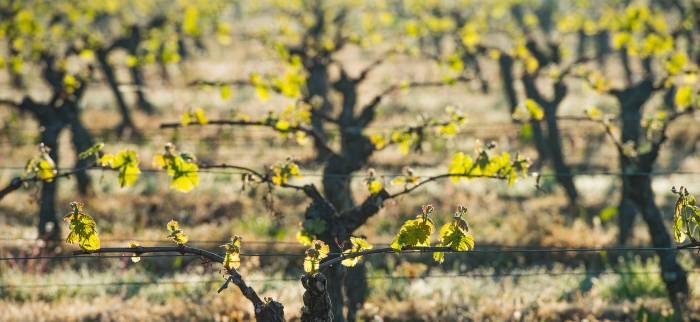French Vineyards Face Unprecedented Early Budbreak as Growers Warn of Frost Threat