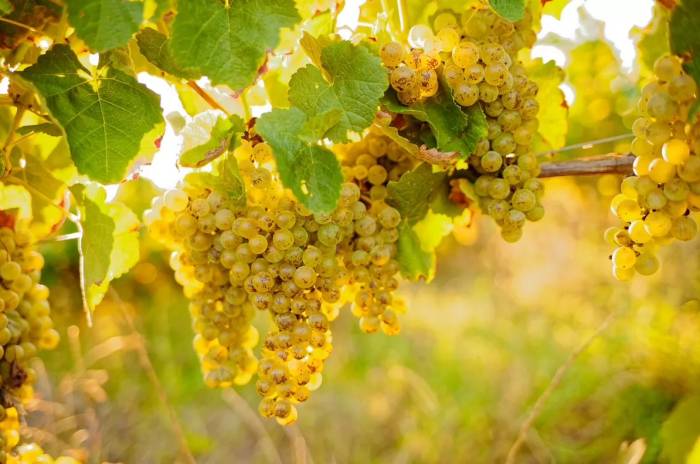 French Winemakers Embrace Forgotten and Hybrid Grapes to Combat Climate Change