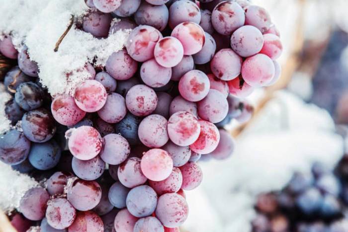 Eiswein Production Survives Harsh Winters and High Risks to Deliver Rare Dessert Wine