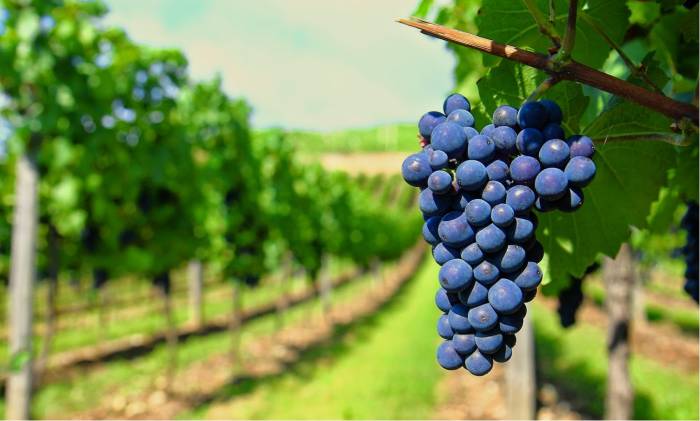 Bragato Research Institute Launches NZ$300,000 Funding Round for Wine Sector Innovation