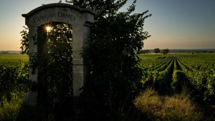 Scientists Identify 600-Year-Old Pinot Noir Seed in Medieval French Hospital