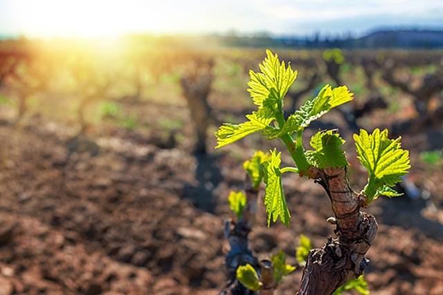 Columbia Valley Vineyards Report Earliest Bud Break in Years After Unseasonable Heat
