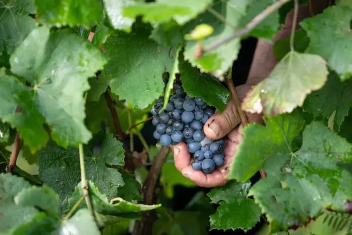 DNA Analysis of Ancient Seeds Reveals Early Grape Domestication in France by 650 B.C.