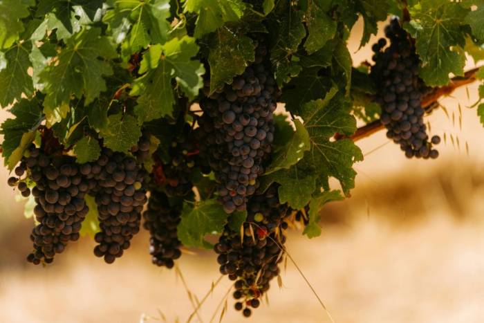Australia’s Winegrape Production Value Plunges 31% as Industry Faces Deepening Crisis