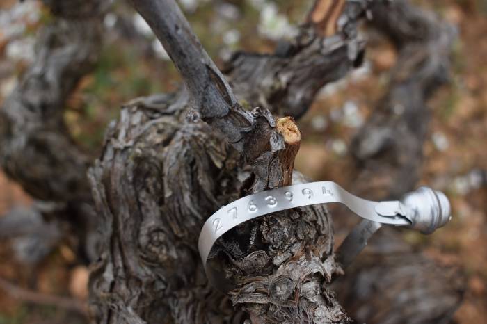 Castilla-La Mancha crea un reservorio genético con 99 biotipos de Bobal para preservar su viñedo