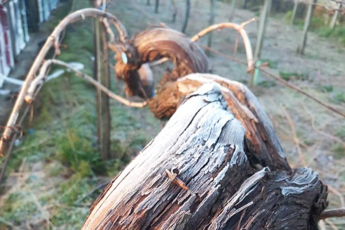 Chablis Winegrowers Race to Save Vineyards as Severe Frost Strikes Early Budding Vines