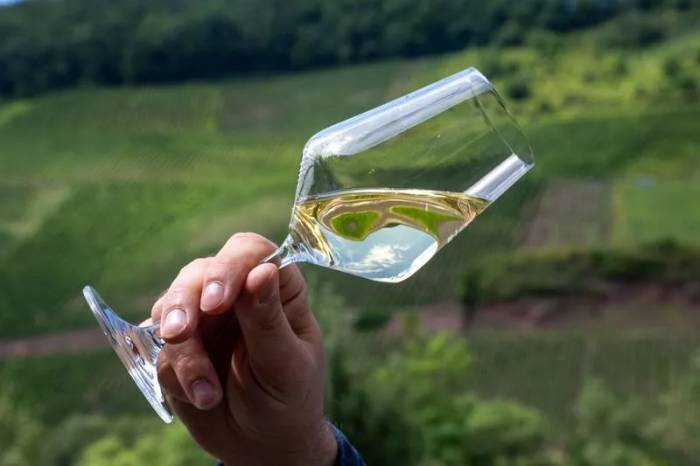 Germany’s Wine Production Drops to Lowest Level Since 2017 After Heavy Rainfall Disrupts Harvest