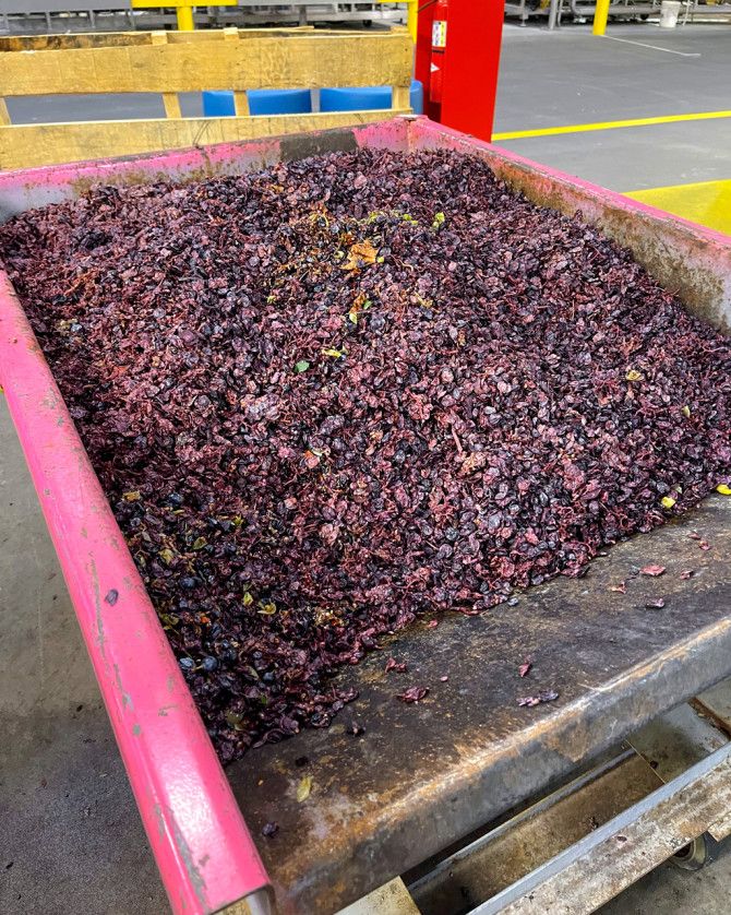 Cornell Study Finds Grape Waste May Replace Chicken Antibiotics