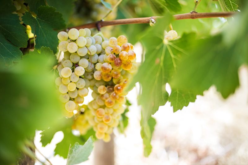 Vinetur